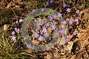 Many small violet blossoms of anemone hepatica, liverwort, kidneywort, pennywort in the background of grass, moss, dried leaves, t photo