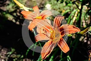 Many small vivid orange red flowers of Lilium or Lily plant in a British cottage style garden in a sunny summer day, beautiful
