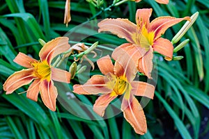 Many small vivid orange red flowers of Lilium or Lily plant in a British cottage style garden in a sunny summer day, beautiful