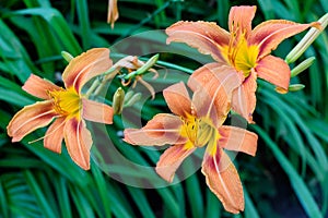 Many small vivid orange red flowers of Lilium or Lily plant in a British cottage style garden in a sunny summer day, beautiful