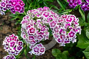 Many small vivid pink flowers of Dianthus barbatus or the sweet William plant in a British cottage style garden in a sunny summer