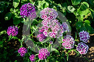 Many small vivid pink flowers of Dianthus barbatus or the sweet William plant in a British cottage style garden in a sunny summer