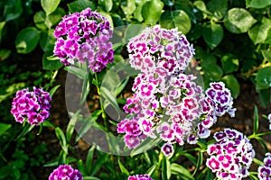 Many small vivid pink flowers of Dianthus barbatus or the sweet William plant in a British cottage style garden in a sunny summer