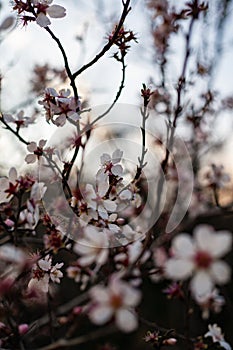 Many small white apricot flowers