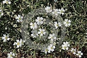 Many small white flowers on a background of green leaves