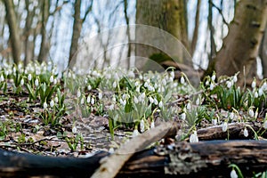 Many small white snowdrops grow in spring forest