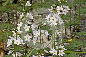 Many small white water violet flowers on high stems in a creek photo