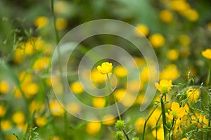 Many small yellow flowers grow in the summer on the lawn.