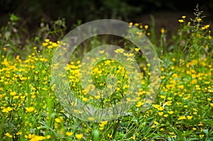 Many small yellow flowers grow in the summer on the lawn.