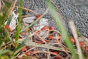 Many small young fire bugs are hiding in the grass
