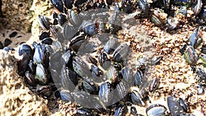 Many small young mussels attached to the rock visible after the low tide of the ocean