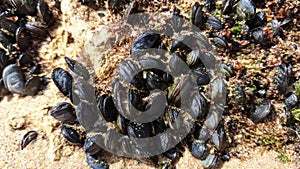 Many small young mussels attached to the rock visible after the low tide of the ocean