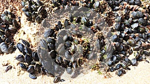 Many small young mussels attached to the rock visible after the low tide of the ocean