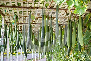 Many smooth loofah or long luffa, food