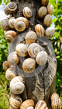 Many snails are gattering on a wooden pole