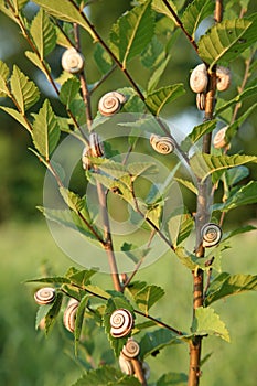 Many snails on a plant