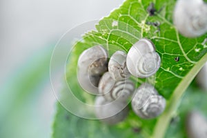 Many snails are sitting on a leaf