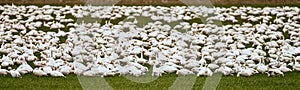Many Snow Geese in a field of grass feeding
