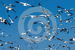 Many Snow Geese Flying Skagit Valley Washington