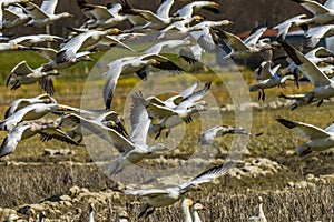 Many Snow Geese Flying Skagit Valley Washington