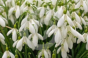 Many snowdrops - galanthus