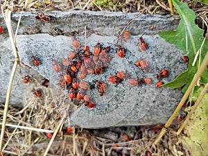 Many soldier bugs in the garden