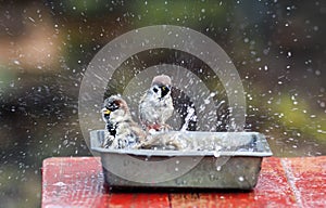 Many sparrow birds take a bath and splash in the water in the garden