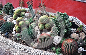 Many species of cacti on a bed