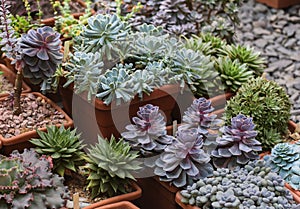 Many species of succulents in flower pots