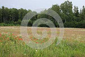 Many species of wildflowers grow in open fields and on the side of rural roads