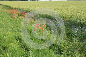 Many species of wildflowers grow in open fields and on the side of rural roads