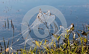 Many spiders and spiderlings beside a marsh making amazing webs by ballooning in the wind