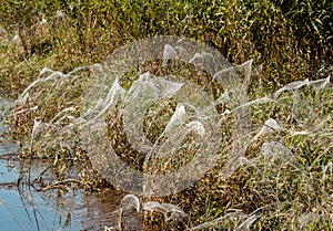 Many spiders and spiderlings beside a marsh making amazing webs by ballooning in the wind