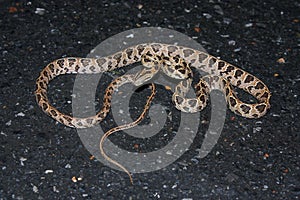 Many-spotted Cat Snake