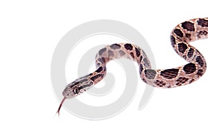 Many Spotted Cat Snake on white