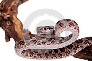 Many Spotted Cat Snake on white