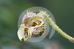 Many-Spotted Dendrobium Orchid