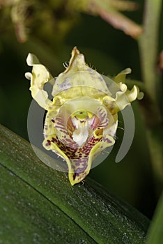 Many-Spotted Dendrobium Orchid