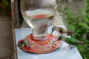 Many-spotted hummingbird and two more colibris sipping from a birdfeeder. Location: Mindo Lindo, Ecuador