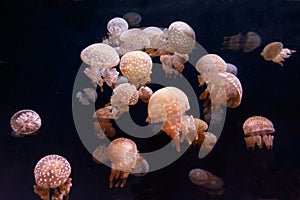 Many Spotted jellyfish in the dark water. Phyllorhiza punctata