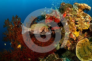 many-spotted sweetlips fish