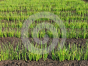 Many sprouts of fresh onions in the black earth soil in the garden. Agricultural background