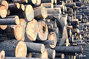 Many stacked sawed pine logs closeup