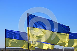 Many state flags of Ukraine are flying in wind. Concept of heroic struggle Ukrainian people against Russian war