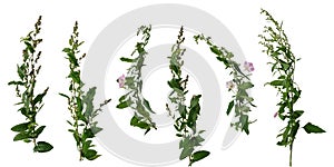 Many stems of bindweed with flowers and green leaves isolated on white background