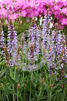 Many Stems of Salvia x sylvestris \'Blue Hills\' in Bloom