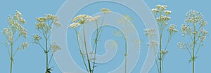 Many stems of various forest plants witn white flowers on blue background