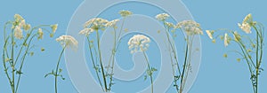 Many stems of various forest plants witn white umbrella flowers on blue background