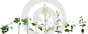 Many stems of various meadow and forest plants with leaves and flowers isolated on white background
