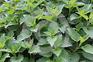 Many stinging nettles